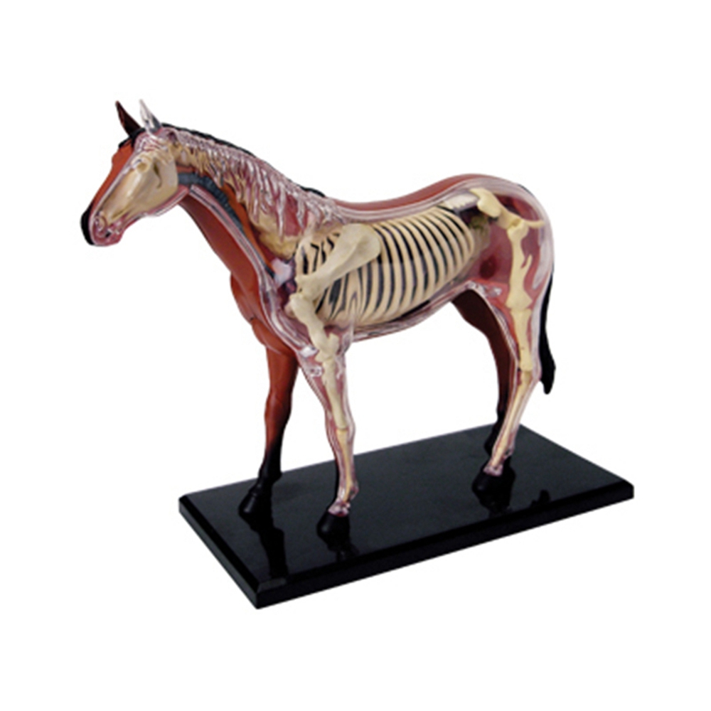 Animal Organ Anatomy Model 4D  – Science Toys Diy Bewertung und Preis