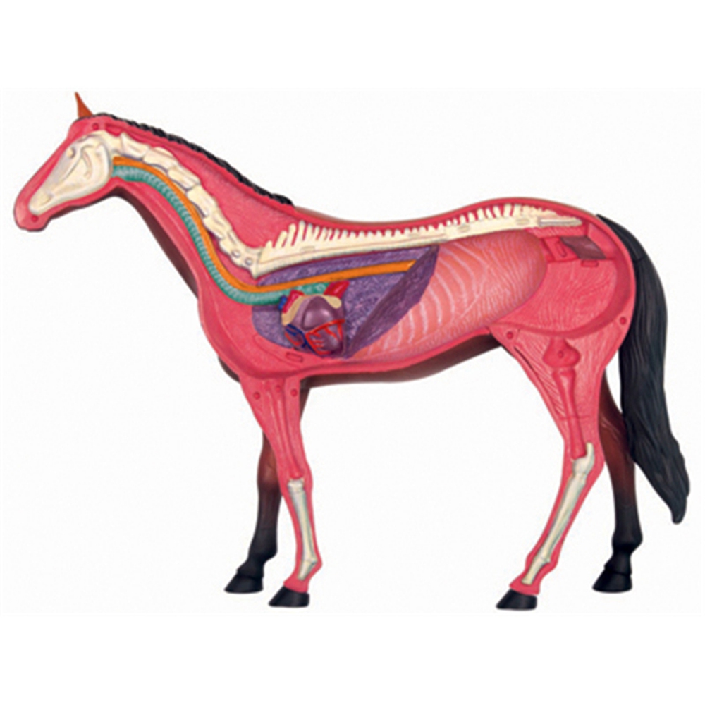 Animal Organ Anatomy Model 4D  – Science Toys Diy Bewertung und Preis