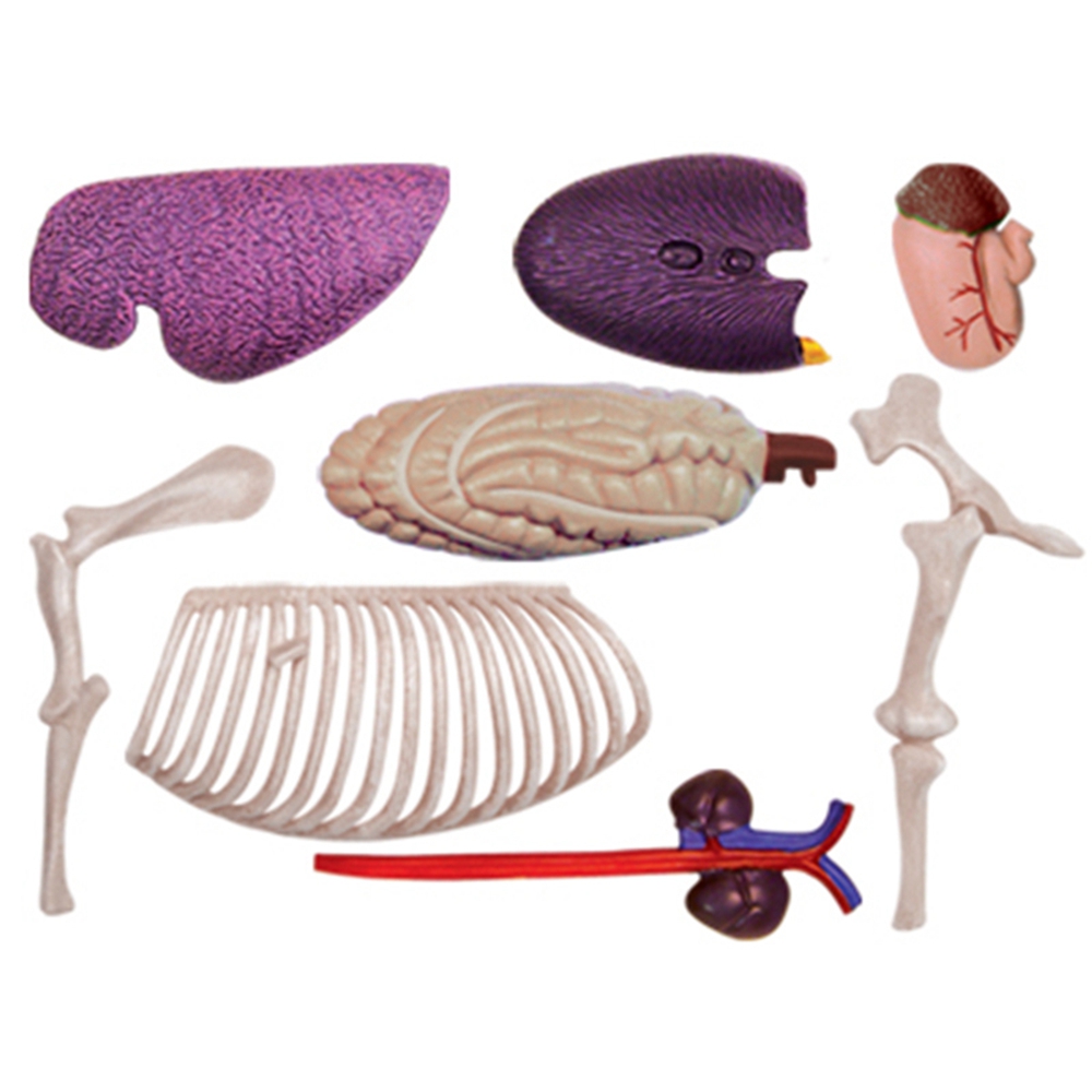 Animal Organ Anatomy Model 4D  – Science Toys Diy Bewertung und Preis